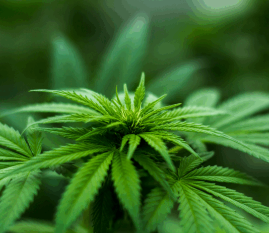 Maxi-sequestro di droga: scoperte 4.800 piante di canapa indiana Canapa indiana - Marijuana - Sostanza stupefacente