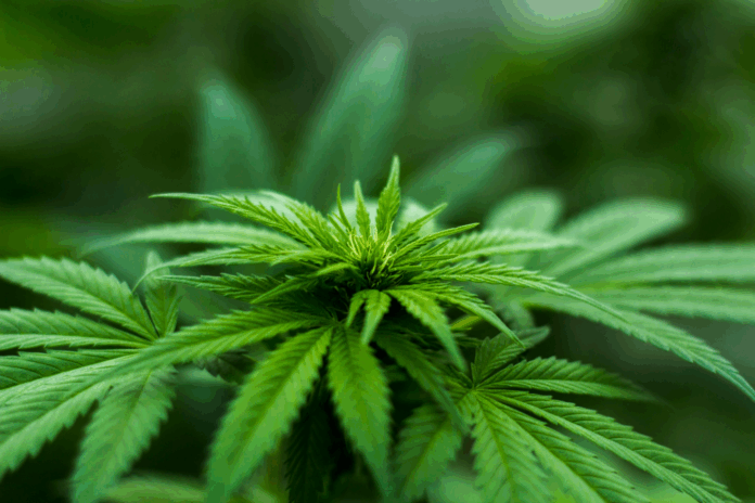 Canapa indiana - Marijuana - Sostanza stupefacente