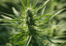 Maxi sequestro nel Parco del Lao: 500 piante di canapa scoperte a Papasidero Canapa indiana – Marijuana – Sostanza stupefacente