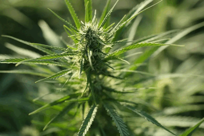 Canapa indiana – Marijuana – Sostanza stupefacente
