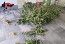 Carabinieri – controllo del territorio: sequestrate piante di cannabis Carabinieri Crotone - Sequestro Canapa Indiana