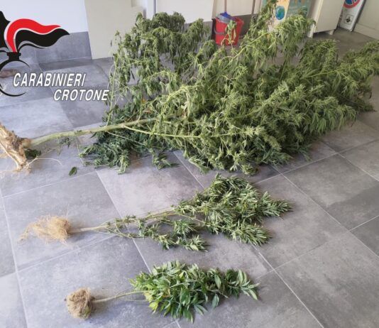 Carabinieri – controllo del territorio: sequestrate piante di cannabis Carabinieri Crotone - Sequestro Canapa Indiana
