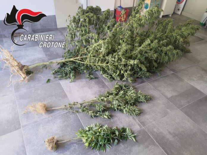 Carabinieri Crotone - Sequestro Canapa Indiana