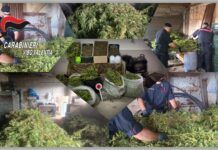 Mileto – scoperto laboratorio della marijuana: due persone arrestate Carabinieri Vibo Valentia - Sequestro Canapa Indiana - Mileto