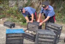 Controlli ai Traghetti – scoperti oltre 2000 uccelli protetti: una denuncia Carabinieri Reggio Calabria - Specie protette uccelli
