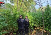 Scoperta piantagione di cannabis – due persone arrestate Carabinieri Reggio Calabria - Sequestro Piantagione Canapa indiana - Cannabis