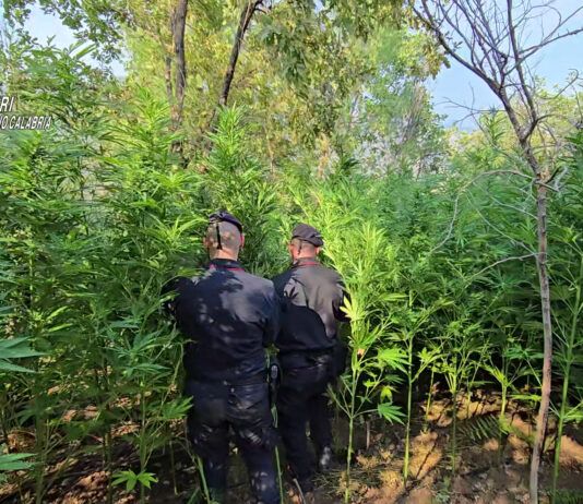 Scoperta piantagione di cannabis – due persone arrestate Carabinieri Reggio Calabria - Sequestro Piantagione Canapa indiana - Cannabis