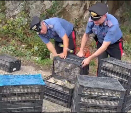 Controlli ai Traghetti – scoperti oltre 2000 uccelli protetti: una denuncia Carabinieri Reggio Calabria - Specie protette uccelli