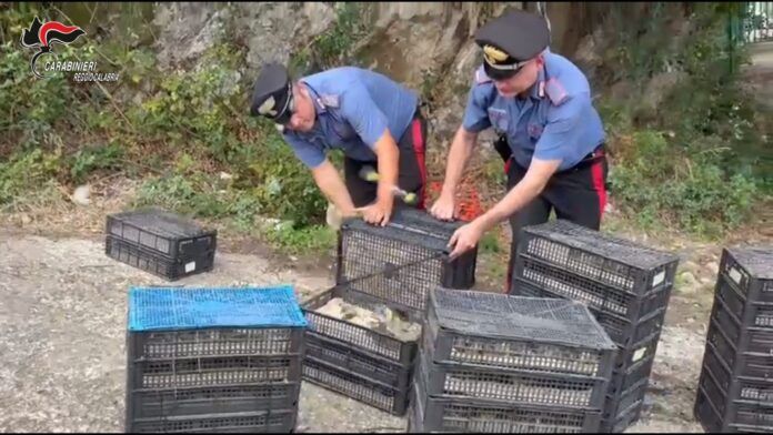 Carabinieri Reggio Calabria - Specie protette uccelli