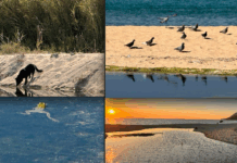 Nicotera – concluso bio risanamento torrente San Giovanni Torrente San Giovanni - Nicotera (VV) - Foto dopo il biorisanamento con acque limpide e ripopolate