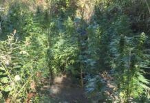 Maxi piantagione di canapa: scoperte e sequestrate oltre 1300 piante Guardia di Finanza - Sequestro piantagione Canapa Indiana