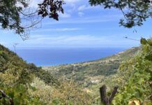 Emergenza lupi sulla costa tirrenica cosentina: allevatori in difficoltà Costa tirrenica cosentina