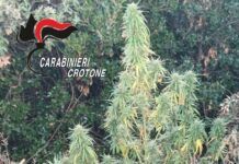 Diverse droghe trovate in casa e piante di marijuana nel terreno – arrestato 57enne Carabinieri Crotone - Sequestro piantagione Canapa Indiana - Cannabis