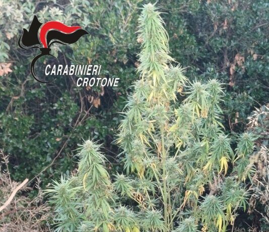 Diverse droghe trovate in casa e piante di marijuana nel terreno – arrestato 57enne Carabinieri Crotone - Sequestro piantagione Canapa Indiana - Cannabis