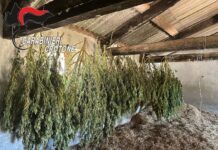 650 piante di marijuana in un terreno – arrestato 36enne Carabinieri Crotone - Sequestro canapa indiana