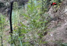 Carabinieri sequestrano piantagione di marijuana