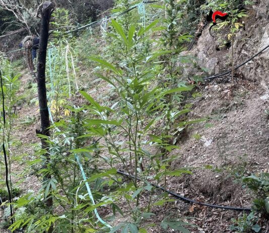 Carabinieri sequestrano piantagione di marijuana