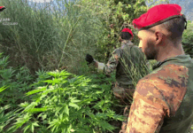 Aspromonte, colpo al narcotraffico: distrutta maxi coltivazione di canapa Carabinieri Reggio Calabria - Sequestro piantagione Canapa Indiana