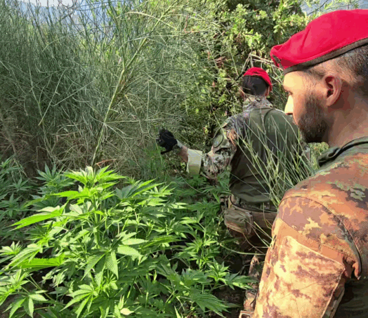 Aspromonte, colpo al narcotraffico: distrutta maxi coltivazione di canapa Carabinieri Reggio Calabria - Sequestro piantagione Canapa Indiana