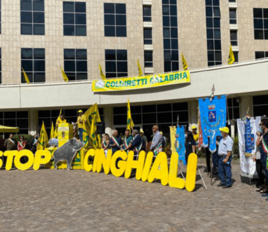 Reggio Calabria – Emergenza Cinghiali: Coldiretti ottiene il via libera ai primi indennizzi Coldiretti - Stop Cinghiali