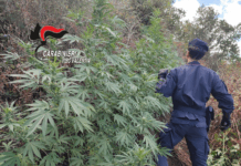 San Pietro di Caridà – scoperta piantagione di cannabis Carabinieri Vibo Valentia - Sequestro piantagione Canapa Indiana