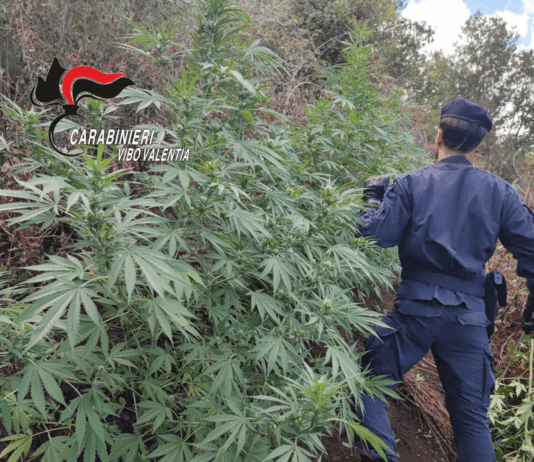 San Pietro di Caridà – scoperta piantagione di cannabis Carabinieri Vibo Valentia - Sequestro piantagione Canapa Indiana