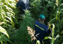 Maxi sequestro delle Fiamme Gialle: scoperta piantagione di marijuana da oltre una tonnellata Guardia di Finanza - Sequestro piantagione di Canapa Indiana - Cannabis