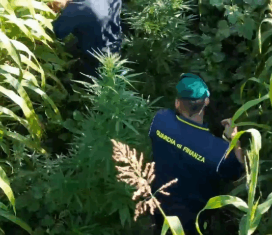 Maxi sequestro delle Fiamme Gialle: scoperta piantagione di marijuana da oltre una tonnellata Guardia di Finanza - Sequestro piantagione di Canapa Indiana - Cannabis