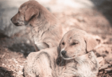 Calabria – cuccioli di cane uccisi a fucilate Cuccioli di cane - repertorio