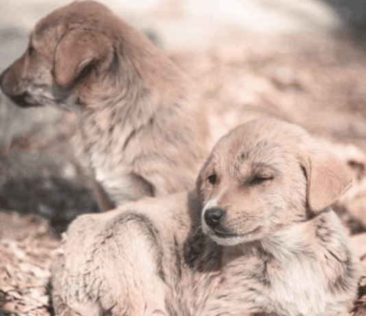 Calabria – cuccioli di cane uccisi a fucilate Cuccioli di cane - repertorio