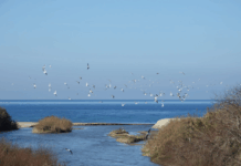 WWF Vibo e Riserva Foce del Mesima: aperte le indagini per servizi e interventi ambientali, occasione per imprese e territorio Riserva Naturale Regionale Foce del Fiume Mesima - WWF Vibo Valentia