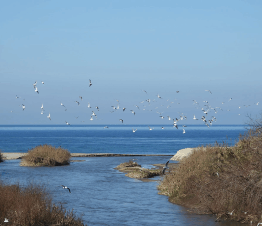 WWF Vibo e Riserva Foce del Mesima: aperte le indagini per servizi e interventi ambientali, occasione per imprese e territorio Riserva Naturale Regionale Foce del Fiume Mesima - WWF Vibo Valentia