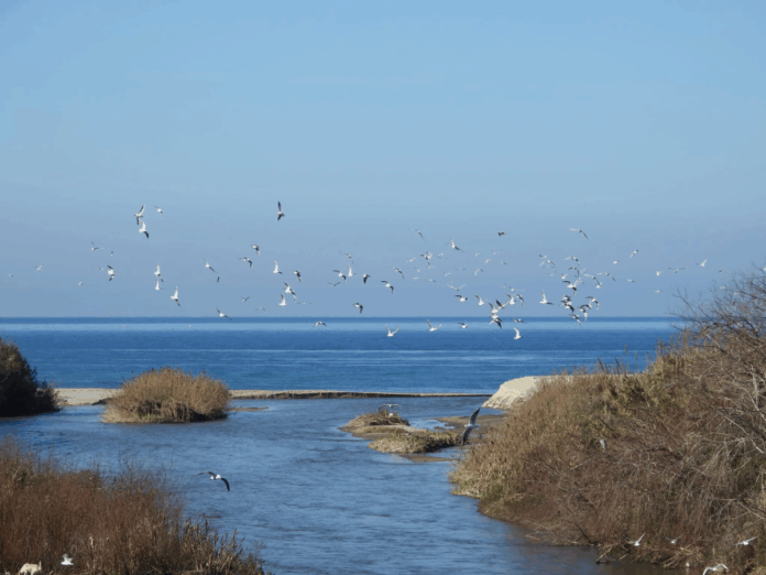 Riserva Naturale Regionale Foce del Fiume Mesima - WWF Vibo Valentia