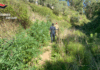 Carabinieri Reggio Calabria - Sequestro Canapa Indiana a Delianuova