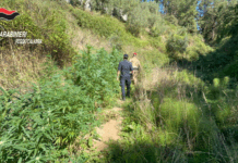 Delianuova – scoperta piantagione di cannabis: tre persone denunciate Carabinieri Reggio Calabria - Sequestro Canapa Indiana a Delianuova