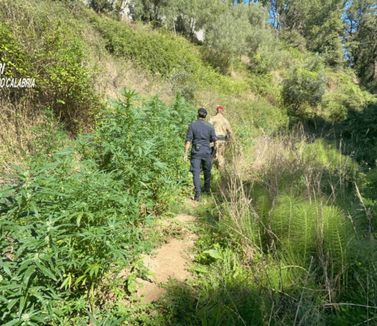 Delianuova – scoperta piantagione di cannabis: tre persone denunciate Carabinieri Reggio Calabria - Sequestro Canapa Indiana a Delianuova