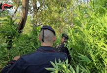 Aspromonte, maxi piantagione di canapa scoperta dai Carabinieri Carabinieri Reggio Calabria - Sequestro piantagione Canapa Indiana