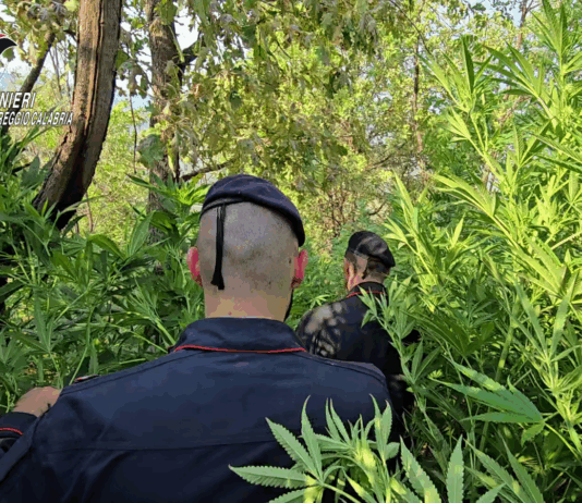 Aspromonte, maxi piantagione di canapa scoperta dai Carabinieri Carabinieri Reggio Calabria - Sequestro piantagione Canapa Indiana