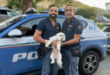 Cucciolo smarrito ritrovato grazie a due agenti di Polizia Polizia di Stato - Catanzaro - Salvataggio cucciolo