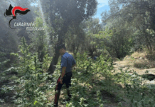 Sorpresi ad irrigare la piantagione di marijuana: scatta l’arresto per due uomini Carabinieri - Sequestro piantagione Canapa Indiana - Platì (RC)