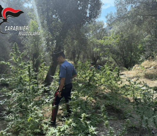 Sorpresi ad irrigare la piantagione di marijuana: scatta l’arresto per due uomini Carabinieri - Sequestro piantagione Canapa Indiana - Platì (RC)