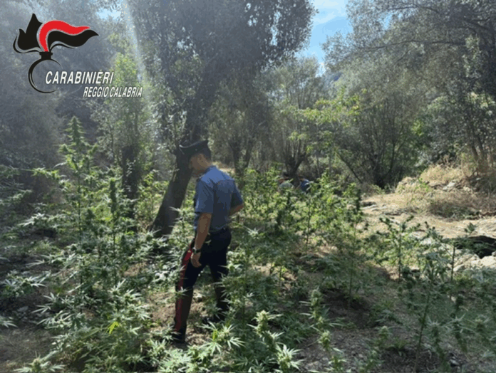 Carabinieri - Sequestro piantagione Canapa Indiana - Platì (RC)