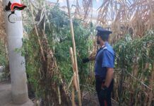 Controlli Carabinieri – scoperta piantagione di cannabis