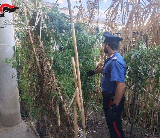 Controlli Carabinieri – scoperta piantagione di cannabis