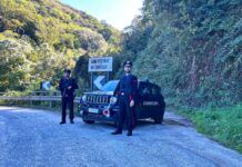 San Pietro di Caridà: scoperta una piantagione di marijuana tra i boschi. Quattro persone arrestate Carabinieri - San Pietro di Caridà