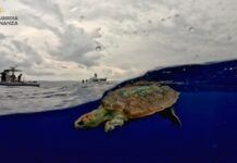 Rilascio della tartaruga “Ariel” nelle acque di Vibo Valentia
