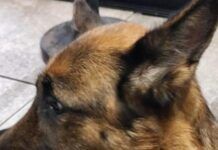 Trascina il cane per quasi sei chilometri legato a una catena: denunciato dog sitter