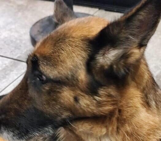 Trascina il cane per quasi sei chilometri legato a una catena: denunciato dog sitter