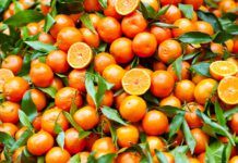 Calabria leader delle clementine: Corigliano-Rossano traina la produzione italiana