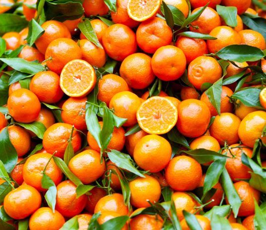 Calabria leader delle clementine: Corigliano-Rossano traina la produzione italiana